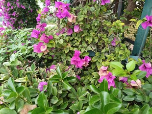 绽放的紫色花卉与绿叶