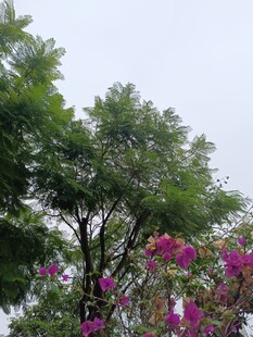 绿树繁花的自然景致