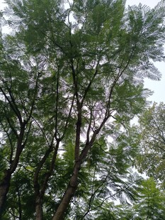 繁茂绿树展现自然生机