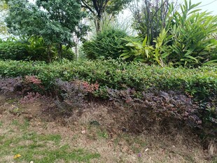 园林绿植景观一角