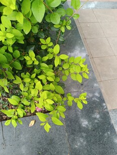 绿叶植物与地面景观