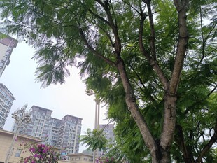 城市中繁茂的绿树景观