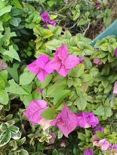 娇艳三角梅绽放绿叶间