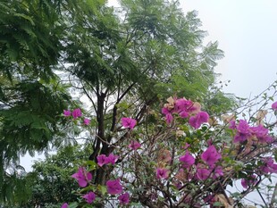 繁花满树的美丽景致