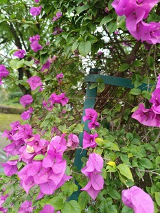 绽放的艳丽三角梅