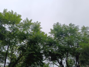 云雾中的葱郁树林