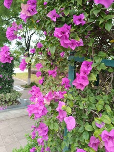 绽放的紫三角梅