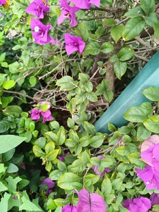 绽放的紫色花卉与绿叶