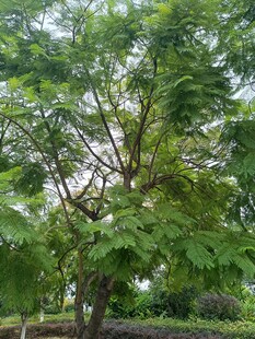 茂盛绿树展现自然生机