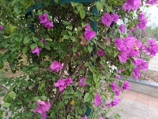 绽放的紫花三角梅