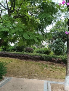 公园中的绿植与小径