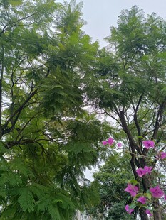 绿树繁花间的自然景致