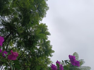 紫花绿树间的朦胧天空