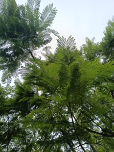 仰视葱郁繁茂的绿树