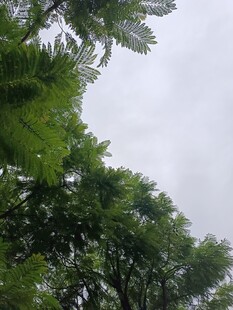 仰视茂密绿树与天空