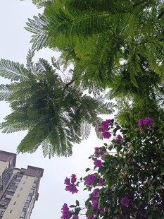 仰视繁花绿树与高楼