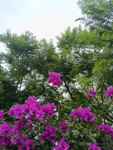 紫花绽于绿树间