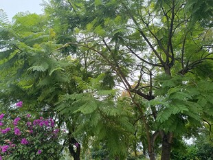 繁茂绿树与娇艳紫花