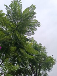 枝叶繁茂的绿树