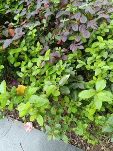 多彩绿植装点路边景致