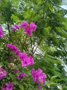 娇艳三角梅绽放绿叶间