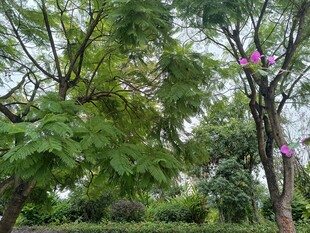 绿树繁花的自然景致