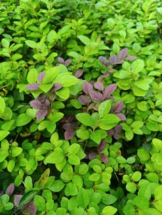 翠绿间的紫叶植物景观