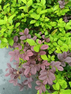 多彩植物叶片特写