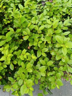 翠绿繁茂的清新绿植