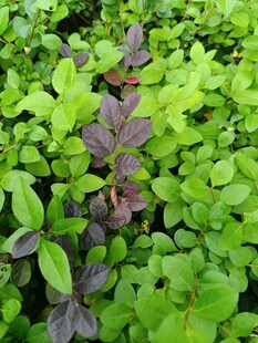 绿叶丛中的紫色植物