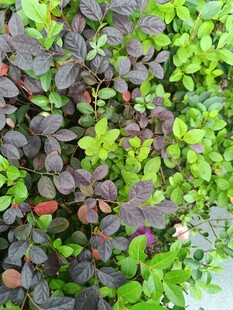 多彩植物叶片特写