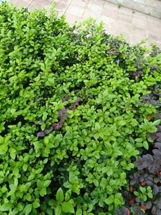 翠绿丛生的鲜嫩绿植