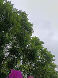 绿叶间的紫色景致