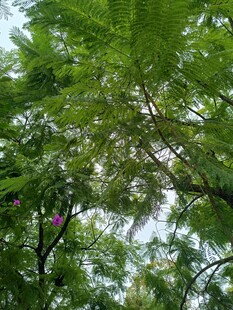 繁茂绿树间的光影景致