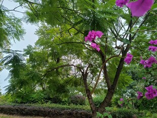 繁花满树的美丽景致