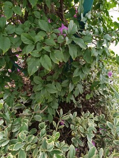 绿叶丛中绽放的紫色小花