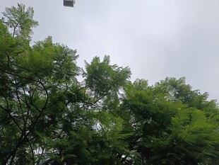 天空下的茂密树林