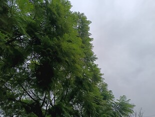 仰视葱郁繁茂的树木枝叶