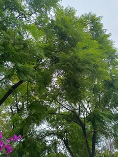 繁茂绿树与娇艳紫花