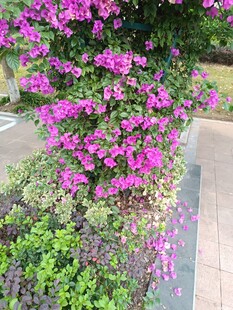 路边绽放的艳丽三角梅