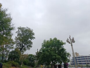 户外绿树与景观路灯场景