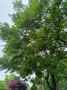 绿叶繁茂的树木与花卉