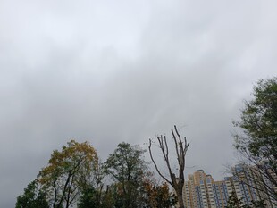 阴天中的树木与高楼