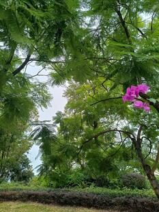 繁花绿树间的自然景致