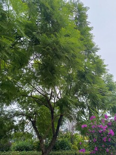 绿树繁花的自然景致