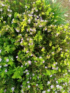 绿叶丛中绽放的小白花