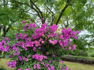 繁花盛开的绿树景观