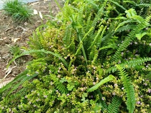 茂盛的蕨类植物景观