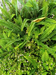 翠绿繁茂的蕨类植物景观