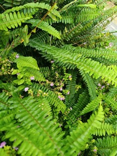 翠绿蕨类植物生机勃勃